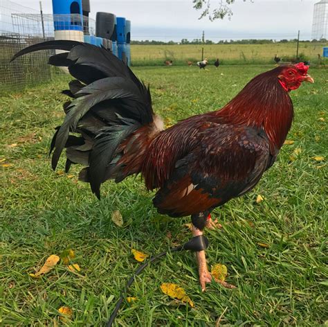 blue fever gamefowl|Gallera .